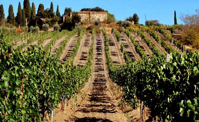 Grand Wine Tour in Tuscany to Montalcino, Montepulciano, Chianti and Cortona