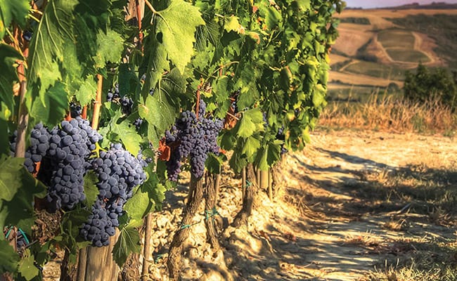 Grand Wine Tour in Tuscany to Montalcino, Montepulciano, Chianti and Cortona