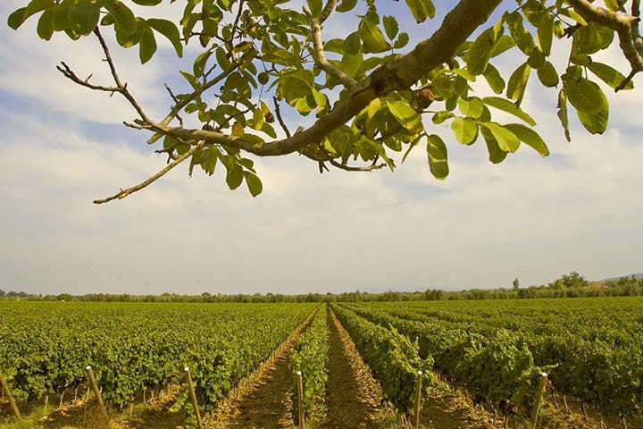 Wine Tour in Bolgheri | Visit to the wineries where fine wine Sassicaia is produced