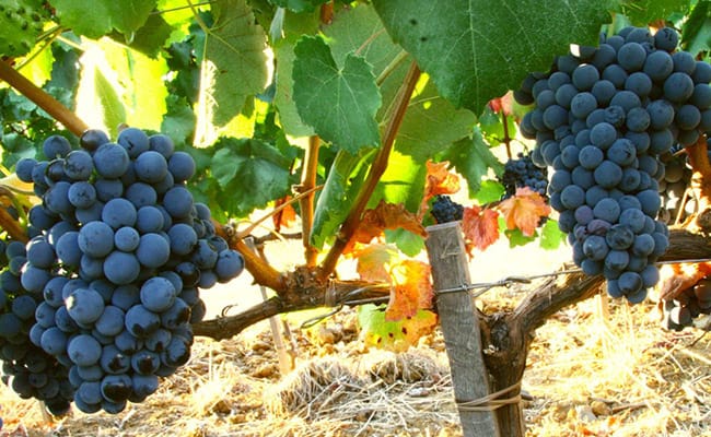 Wine Tour in Bolgheri | Visit to the wineries where fine wine Sassicaia is produced
