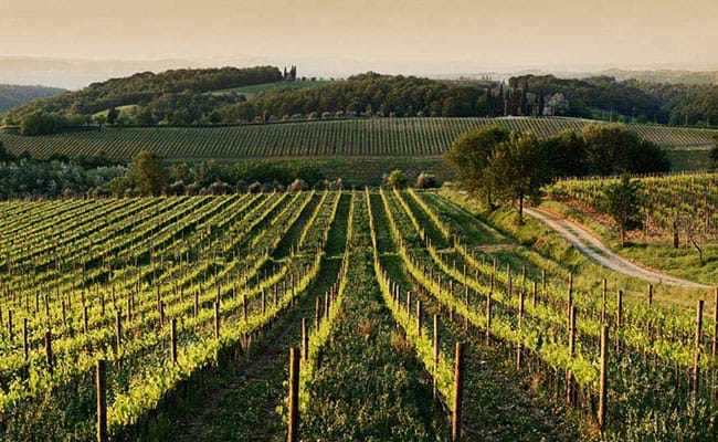 Grand Wine Tour in Tuscany to Montalcino, Montepulciano, Chianti and Cortona