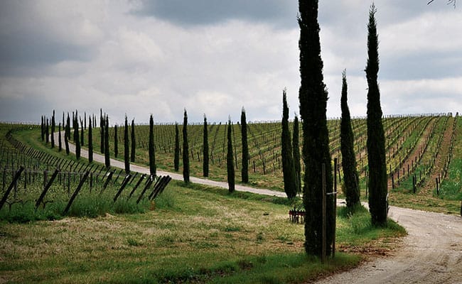 Wine Tour a Cortona | Vista delle cantine del Cortona DOC guidata da esperti sommelier