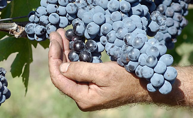 Wine Tour a Cortona | Vista delle cantine del Cortona DOC guidata da esperti sommelier