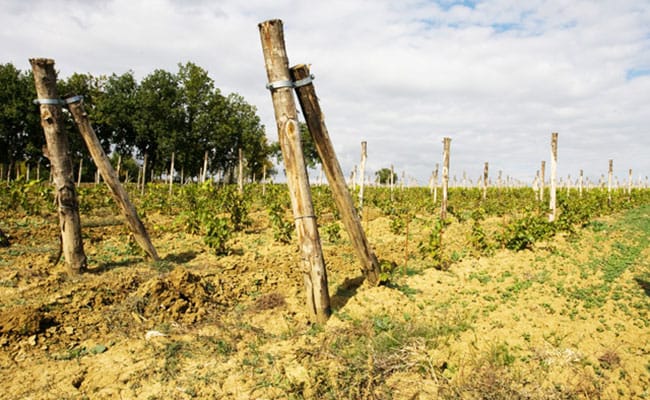 Wine Tour a Cortona | Vista delle cantine del Cortona DOC guidata da esperti sommelier