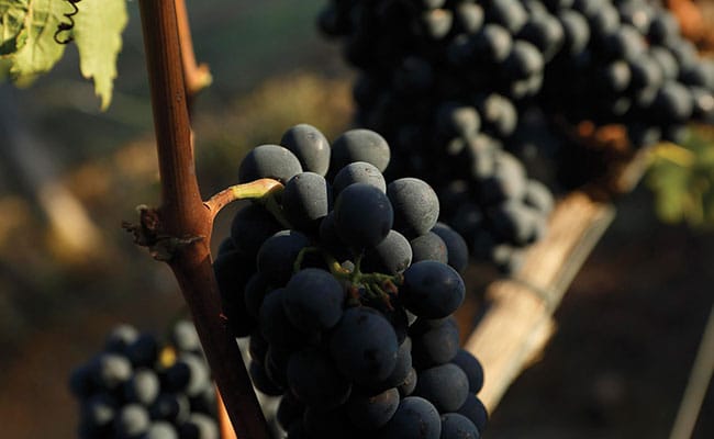 Grand Wine Tour in Tuscany to Montalcino, Montepulciano, Chianti and Cortona