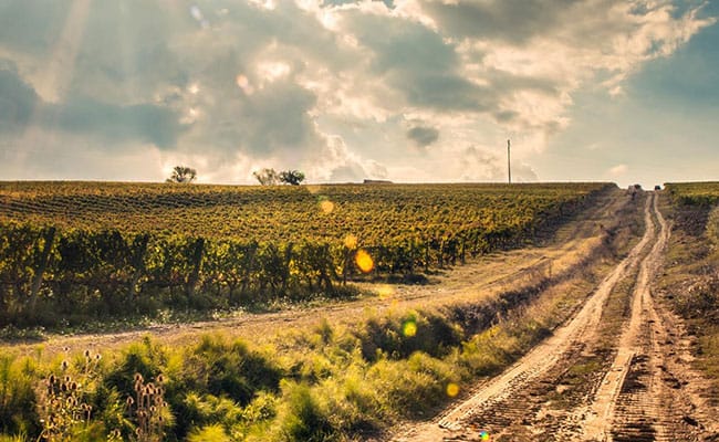 Wine Tour a Montefalco | Vista delle cantine del Sagrantino di Montefalco guidata da esperti sommelier