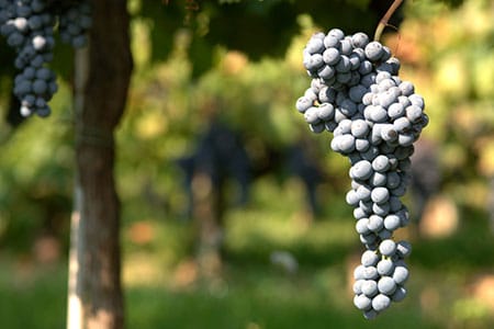 Wine Tour a Montepulciano | Vista delle cantine del Nobile di Montepulciano guidata da esperti sommelier