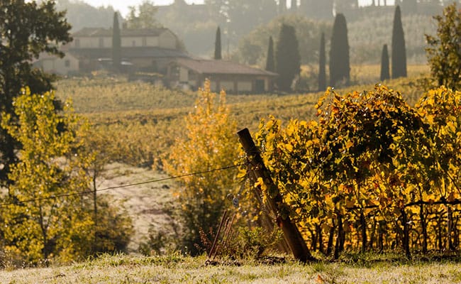 Wine Tour a Montepulciano | Vista delle cantine del Nobile di Montepulciano guidata da esperti sommelier