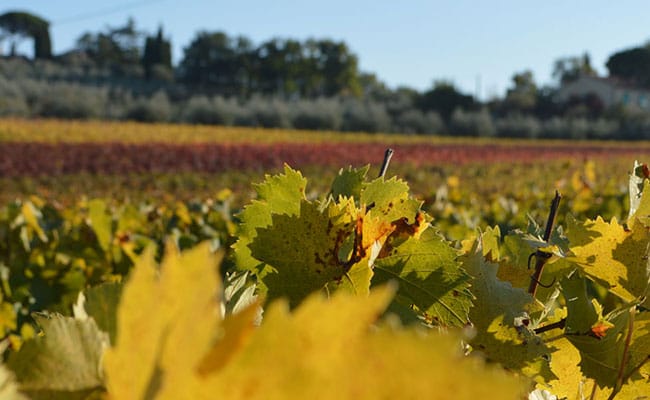 Wine Tour a Montepulciano | Vista delle cantine del Nobile di Montepulciano guidata da esperti sommelier